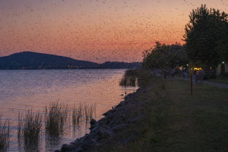 Nem irtani kell az árvaszúnyogokat a Balatonnál, hanem alkalmazkodni a rajzáshoz